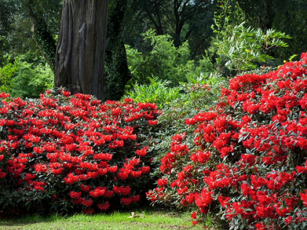 Rhododendron and Azalea Guided Walk