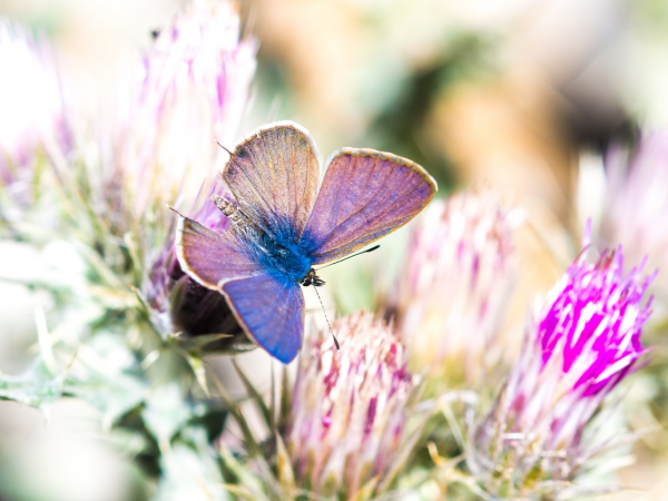 Magical moth mornings