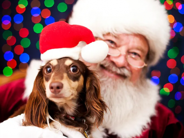 Santa Paws