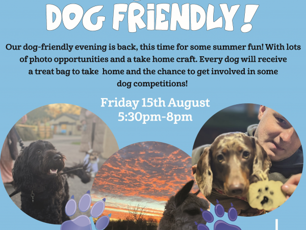 Dog Friendly Summer Night