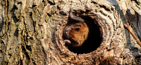 Family Bat Walk: Furzton Lake