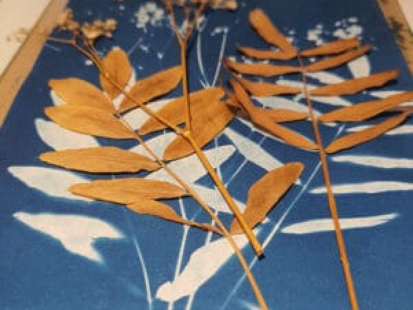 Botanical Impressions - Creative Workshop