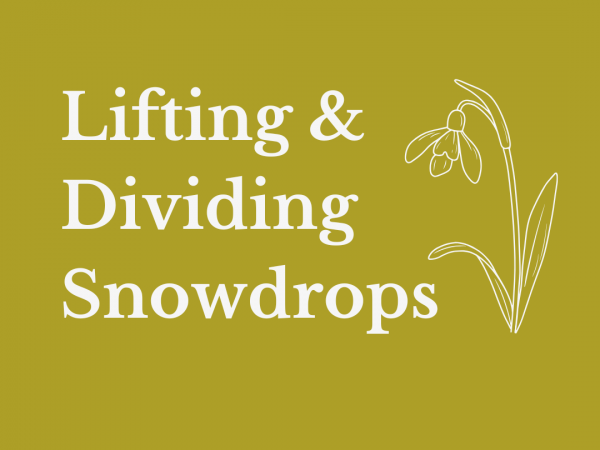 Lifting & dividing Snowdrops