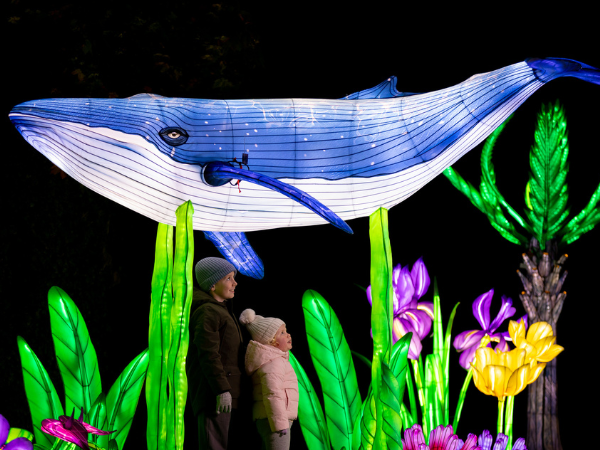 Wild Lights at Dublin Zoo 2