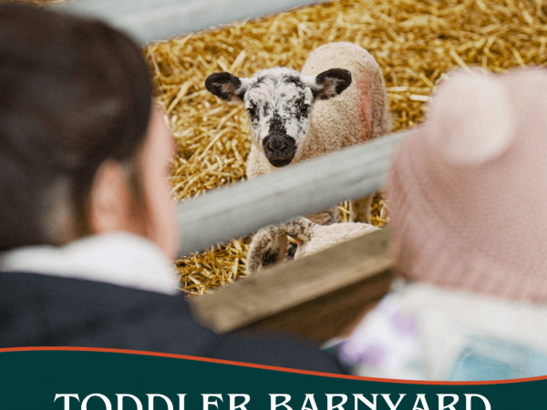 Toddler Barnyard Baby Bash