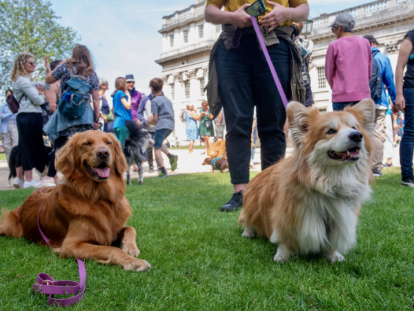 Greenwich Dog Show 2026: Competition Categories 