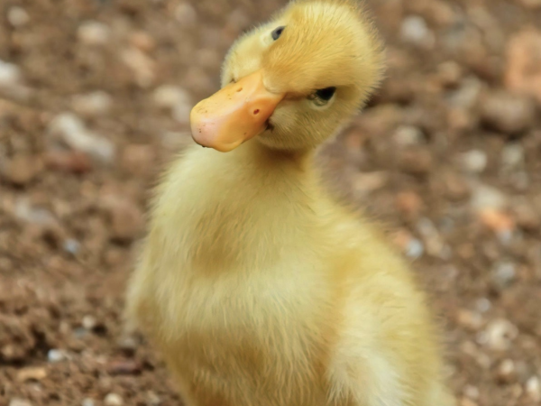 Duck Handling