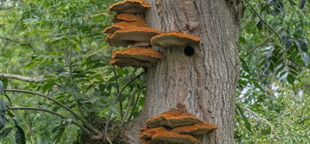 A close-up of an Ash tree with rust orange bracket fungi growing up the trunk. The fungi are growing in clumps and are long, flat and semi-circular.