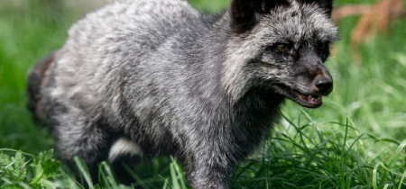 Winter Wildlife - Silver Fox Encounter - photo of a silver fox in a grassy enclosure