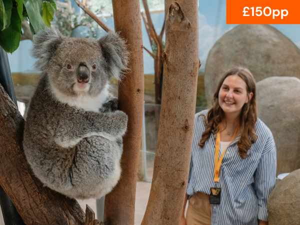 VIP KOALA CREEK TOUR