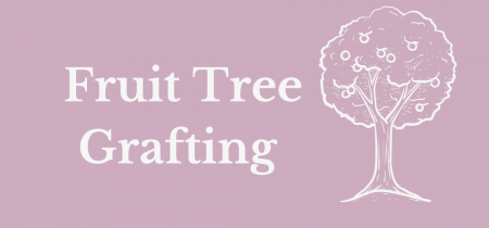 Fruit Tree Grafting