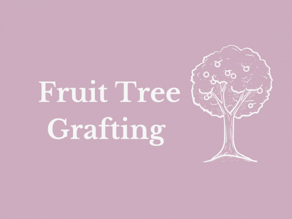 Fruit Tree Grafting