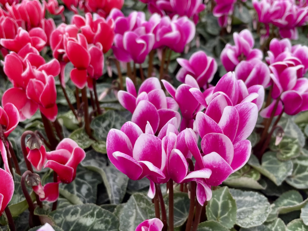 Cream Tea & Talk - Autumn Bulbs & Seasonal Colour