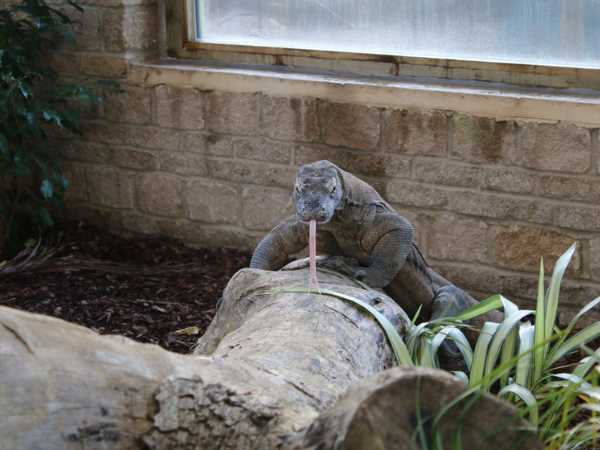 Komodo Dragon Experience
