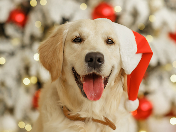 Santa Paws