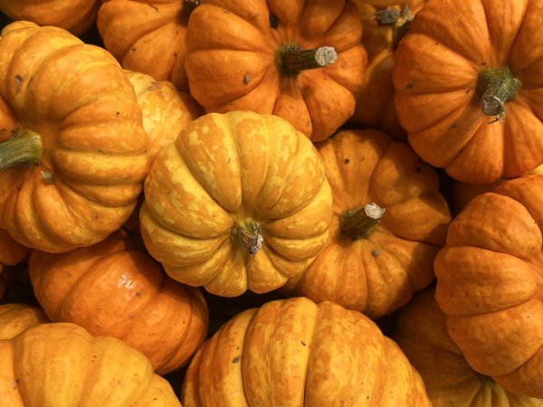 P.Y.O Pumpkin 13.00 - 15.30 session