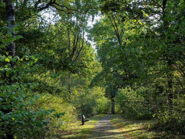 Ancient Woodland Wander (Heritage Open Days 2026)