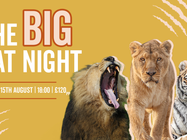 The Big Cat Night