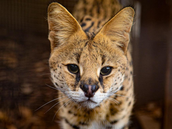 Serval Meet and Greet