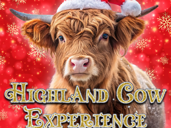 Christmas Highland Cow Experience
