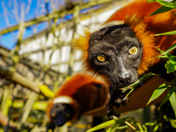 Red ruffed lemur looking straight into the camera. The red ruffed lemur has red fur with a black face and striking yellow eyes