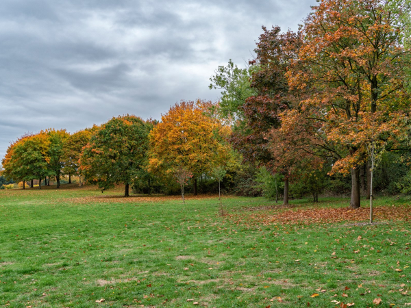 Autumnal trees line a grassy field. They are turning shades of orange, red and brown with some green leaves remaining. Lots of leaves have fallen to the ground and are covering the grass.
