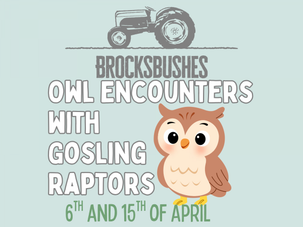 Owl Encounter with Gosling Raptors