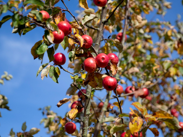MK Walking Festival: Spring Apple Amble