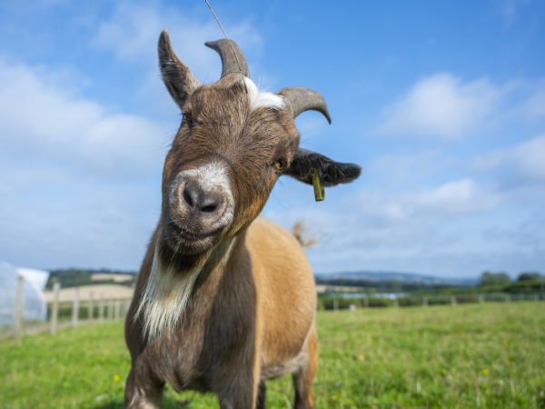 Goat Walking Experience