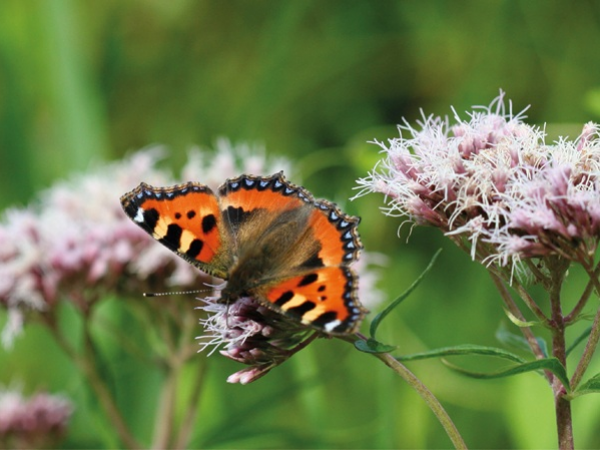 Dr Ian Bedford Presents, 'Britain’s Beautiful Butterflies'