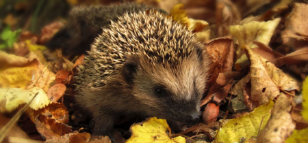 An image of a hedgehog in leaves