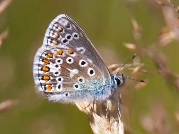 Follow the Flutter - Butterfly Walk