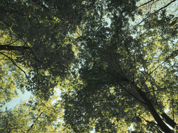 Nature & Mindfulness Walk - Mindful May Up Late