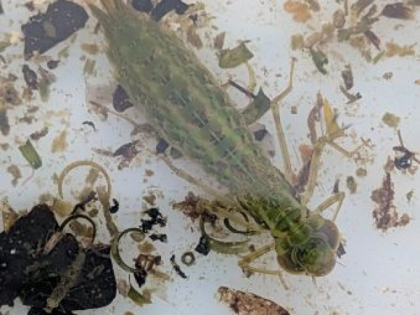 Family Workshop: Pond Dipping