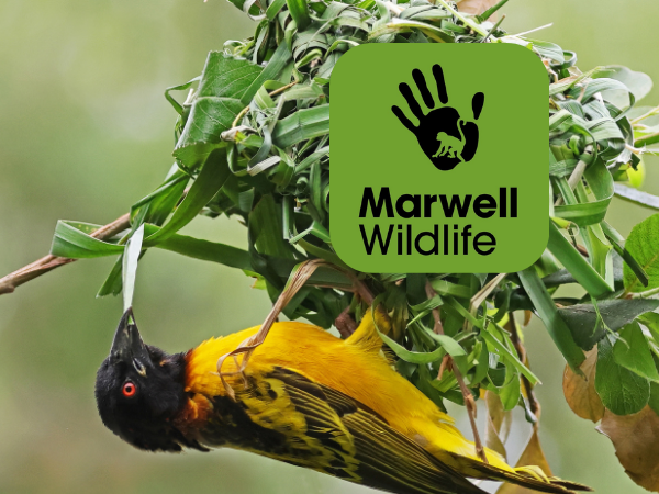 Bird Working Group Conference