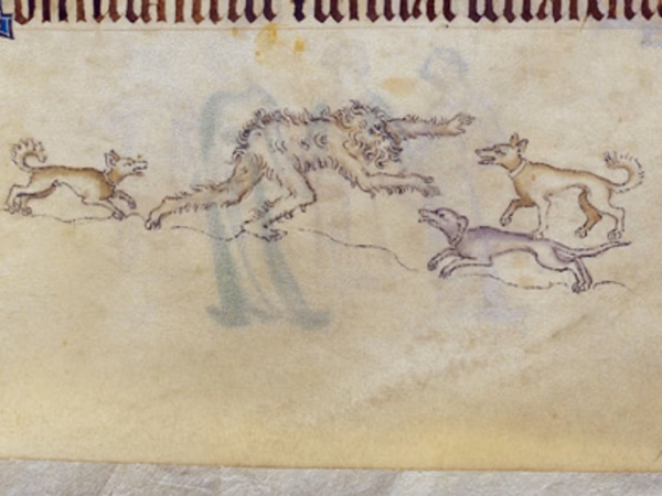 A drawing from a medieval manuscript with a wildman creature jumping at some hounds