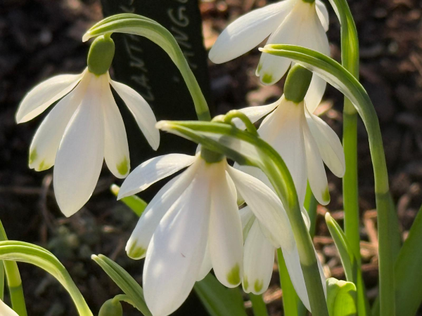 2027 Snowdrop Gala