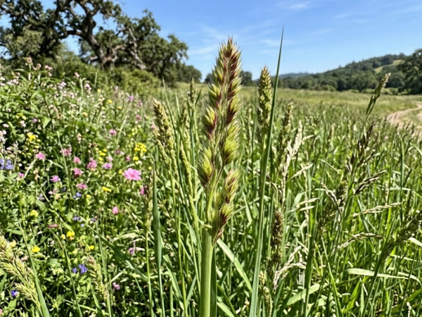 Grasses/sedges and rushes walk with Derek and Sally Green