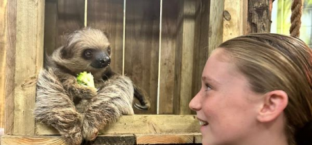 Sloth feeding experience
