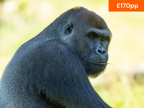 VIP GORILLA EXPERIENCE