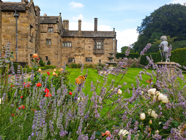 Lavender and roses in the Rose Garden at Hoghton Tower