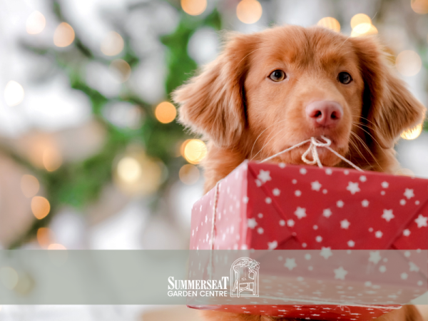 Santa Paws Grotto