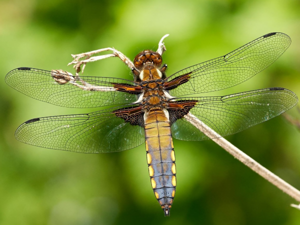Dragonfly & damselfly identification