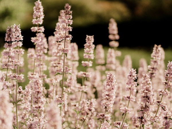 Botanical Painting Workshop