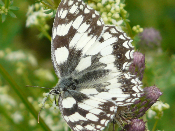 Learning about Nature: Gardening for Wildlife