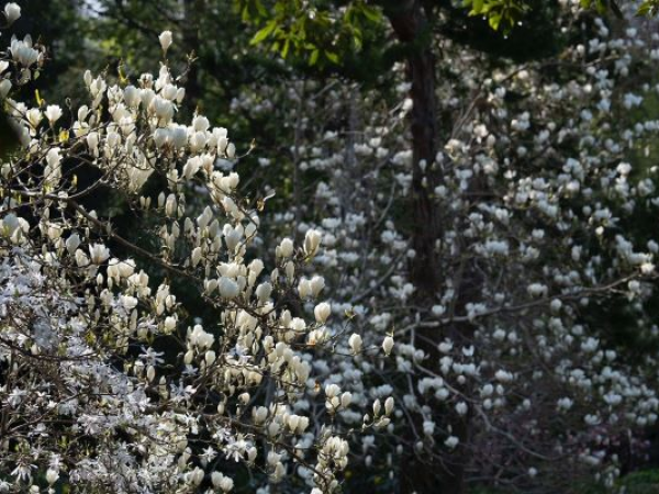 Roots and Rhythms: The Heritage and Revival of Danesmoate Gardens