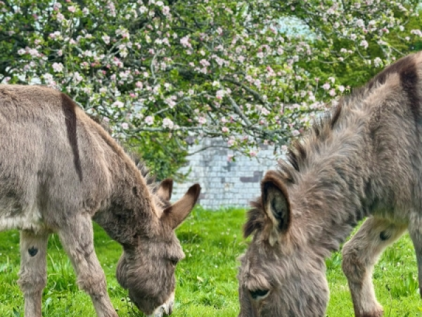 The Clovelly Donkeys, Alfred, Bert, Erinie and Rex