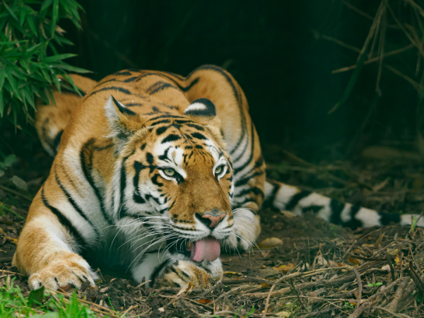 Tiger Feed