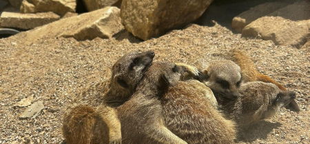 Meerkat Experience