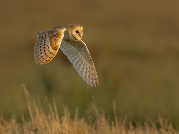 Bat & barn owl evening (Welney)